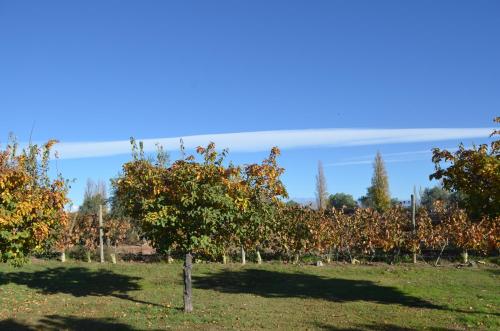 a row of trees in the middle of a field at Finca Fisterra in Maipú