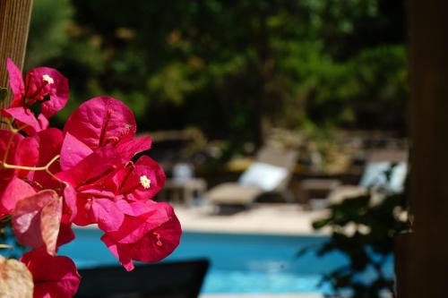 a red flower in front of a swimming pool at Logis Hotel Le Blason de Provence in Monteux