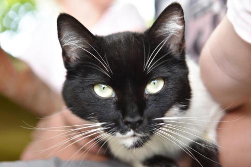 a black and white cat looking at the camera at Wiesenhof Rusch in Alberschwende