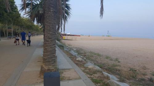 Apart 2 habit vistas playa y montaña lift parking في كليلة: نخلة على الشاطئ مع أشخاص يسيرون على كلب