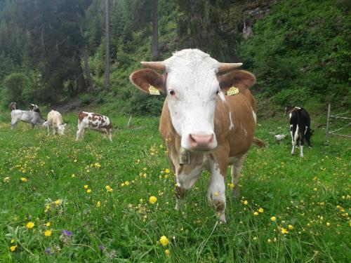 a brown and white cow standing in a field of flowers at Apart Lechtraum in Stanzach