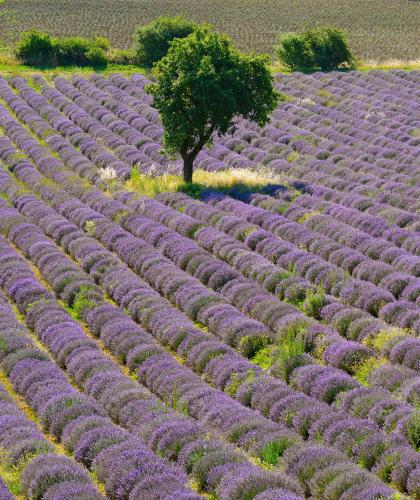 a lavender field with a tree in the middle at ibis Avignon Centre Pont De L'Europe in Avignon