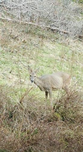 a baby animal standing in a field of grass at Ferienwohungen im Kuchersbach in Hornberg