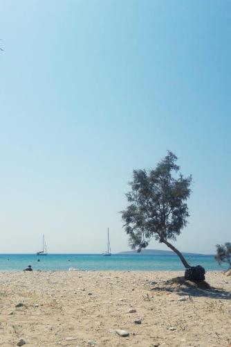 a tree on a beach with boats in the water at Ammos Luxury Studios in Aliki