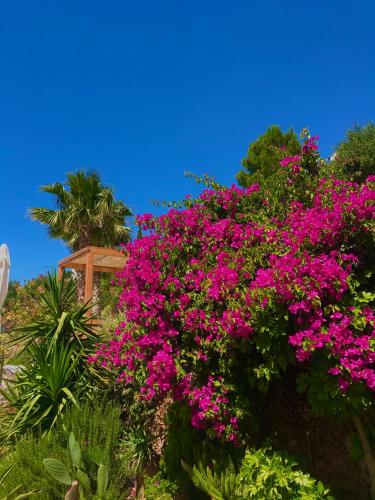 a bunch of pink flowers on a bush at Luxus Tholos Bay in Thólos