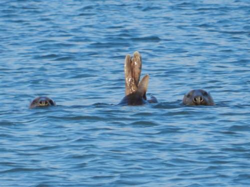 a group of three seals swimming in the water at Aparthotel Des 2 Caps in Ambleteuse