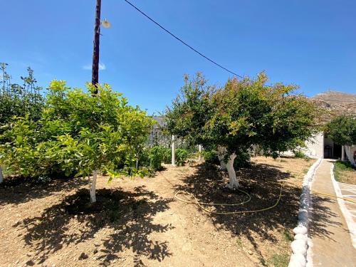 two trees on a dirt road with a house at Michail Suites Afiartis Karpathos in Karpathos Town