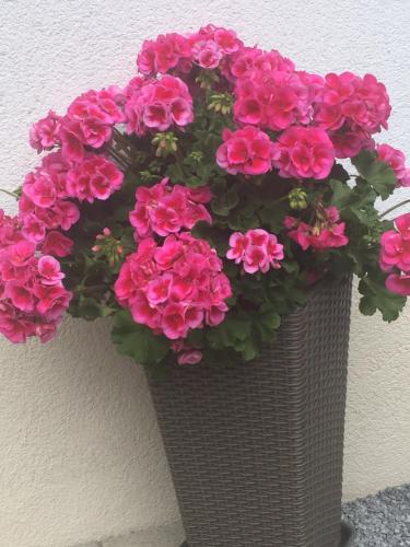 a bunch of pink flowers in a wicker basket at Alpenapart Walch in Jerzens