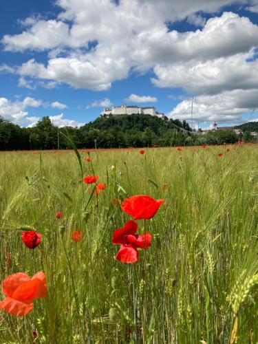 a field of red poppies with the castle in the background at Haus Haslach in Elsbethen