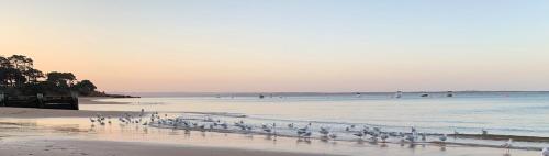 a flock of birds standing on a beach at Genesta House in Cowes