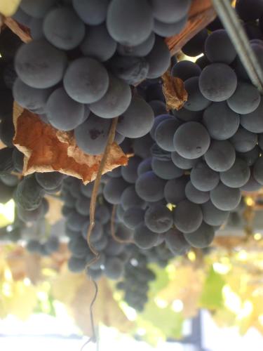a bunch of grapes hanging from a tree at Villa Bozovic in Zlatibor