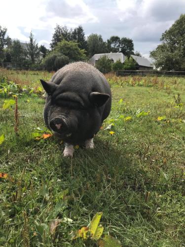 a pig standing in the grass in a field at Gîte chez Loupi in Épaignes