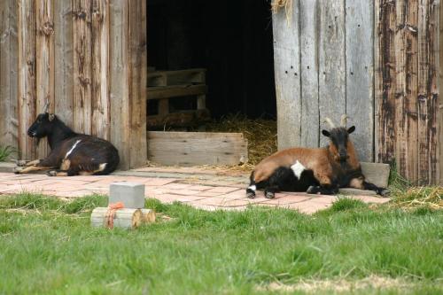 two goats laying in the grass next to a barn at Gîte chez Loupi in Épaignes
