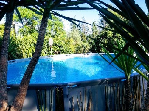 a swimming pool with palm trees around it at MyLife B&B Country House in Castellaneta Marina 