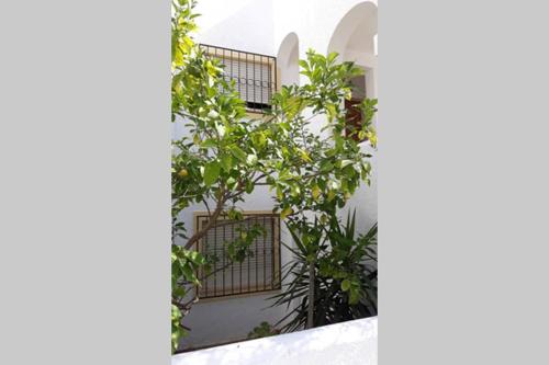 Casa do Limoeiro