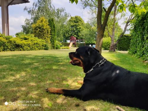 a large black dog laying in the grass at Hotel Graffit in Świebodzin