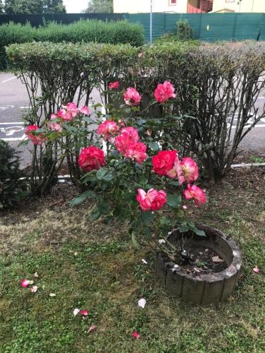 a bunch of pink roses in a flower pot at Première Classe Metz Nord - Talange in Talange