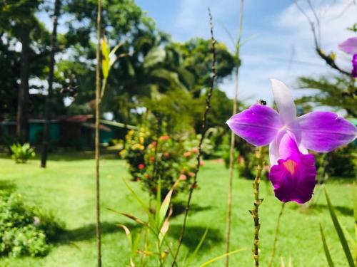 Jardín al aire libre en All Rankins Eco-Lodge