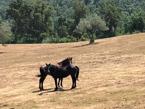 two horses are standing in a field at Agriturismo Colle Donatucci in Castagneto Carducci