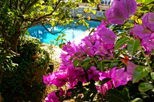 Un mazzo di fiori viola davanti a una piscina. di Villa Cinque Pini a Ischia