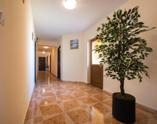 un pasillo con una planta en una olla en el suelo en Vila Levent Mangalia en Mangalia