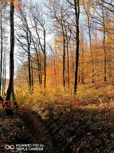a wooded area with trees and leaves on the ground at Apartament pod Dębem in Bobolice