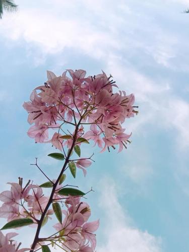 a pink flower in front of a cloudy sky at Hanu Reddy Residences Wallace Garden in Chennai