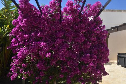 a large display of purple flowers in a building at Masseria Giulio in Francavilla Fontana