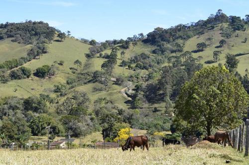 a group of cows grazing in a field of grass at Fazenda Mantiqueira e Restaurante in Camanducaia