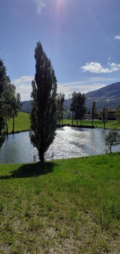 a lake with a tree in the middle of a field at Appartamenti Cenni - Relais su Lago in Varsi
