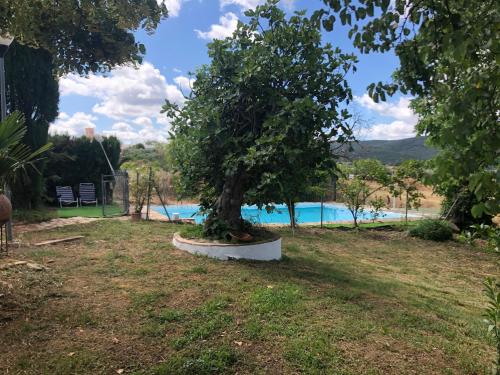 ein Baum in einem Hof neben einem Swimmingpool in der Unterkunft Vivienda Turística La Huerta in Guadalcanal