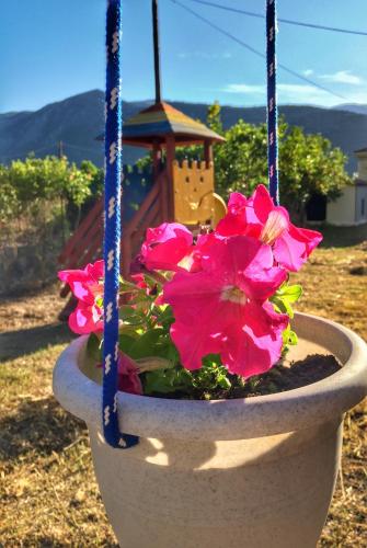 a potted plant with pink flowers in a swing at Camelia Studios in Yenion