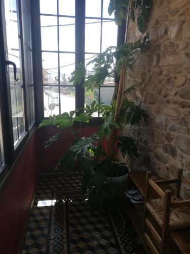 a group of plants in a room with windows at Albergue la Medina de Camponaraya in Camponaraya
