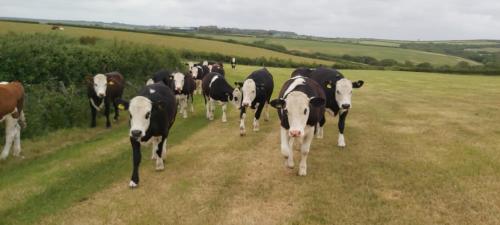 a herd of cows walking down a dirt road at Rural Farmhouse in Poughill