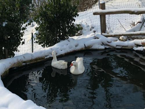 three ducks swimming in a pond covered in snow at Il Sentiero in Acquapendente