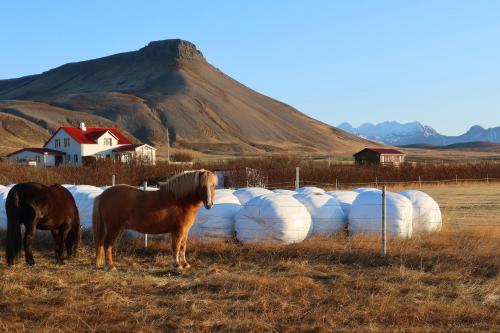 a horse standing next to a row of white bags at Sudur-Bár Guesthouse in Grundarfjordur