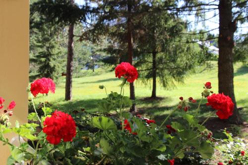 a group of red flowers in a garden with trees at Hotel President garni in Zlatibor