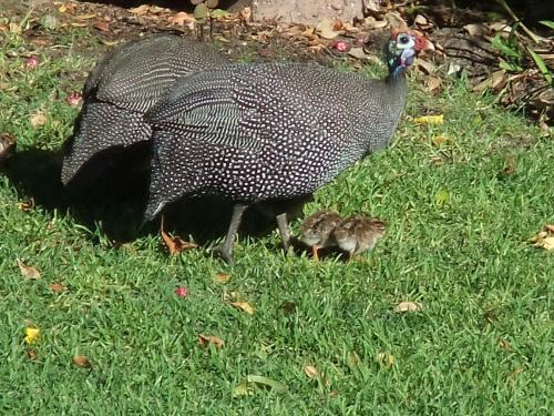 a large bird and a baby bird in the grass at Old Oak Guest House in Bellville