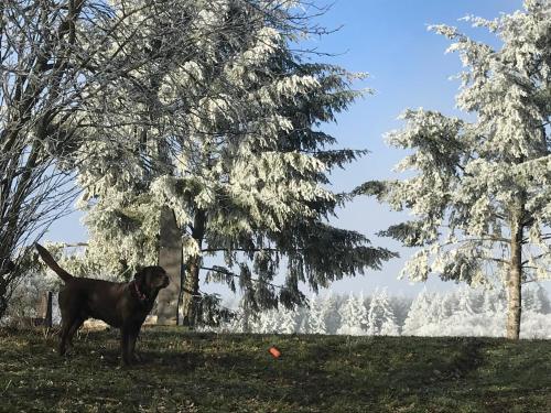 a black dog standing in the grass next to a tree at Bildstein's "Kathmandu" in Langenfeld
