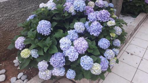 Fotografie z fotogalerie ubytování Studio Laura v destinaci Ičići