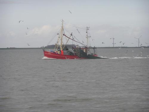 a boat in the water with birds flying around it at Garni Hotel & Appartements Nordstrand in Nordstrand