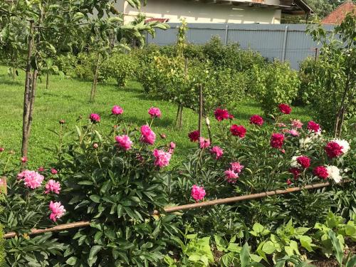 a garden filled with pink flowers in a yard at Квітковий двір in Golubinoye