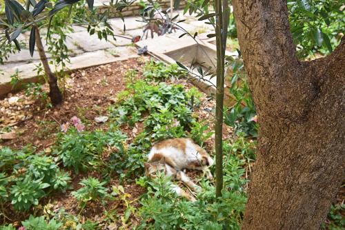 Gallery image of Villa Mediterranea - Apartments in Medulin