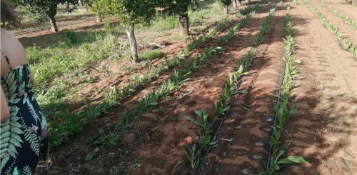 a row of plants on a dirt road at Agriturismo Santa Chiara in Alezio