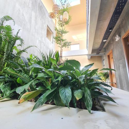 a bunch of plants in a room with a ceiling at Cagina Boutique Hostel in Dong Hoi