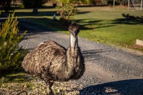 a bird standing on the side of a road at Mountain View Motor Inn & Holiday Lodges in Halls Gap
