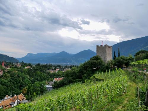 a castle on a hill with a bunch of vines at Apartments Sabine G in Merano