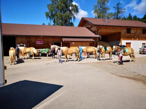 un grupo de caballos parados frente a un edificio en Sonnenparadies, en San Genesio Atesino