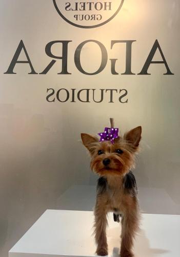 a small dog with a purple bow on its head at Agora Studios in Plovdiv