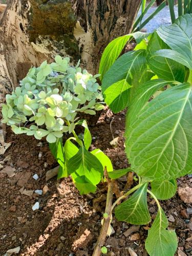 a plant with green flowers on the ground at Vila Flores Pousada in Serra do Cipo